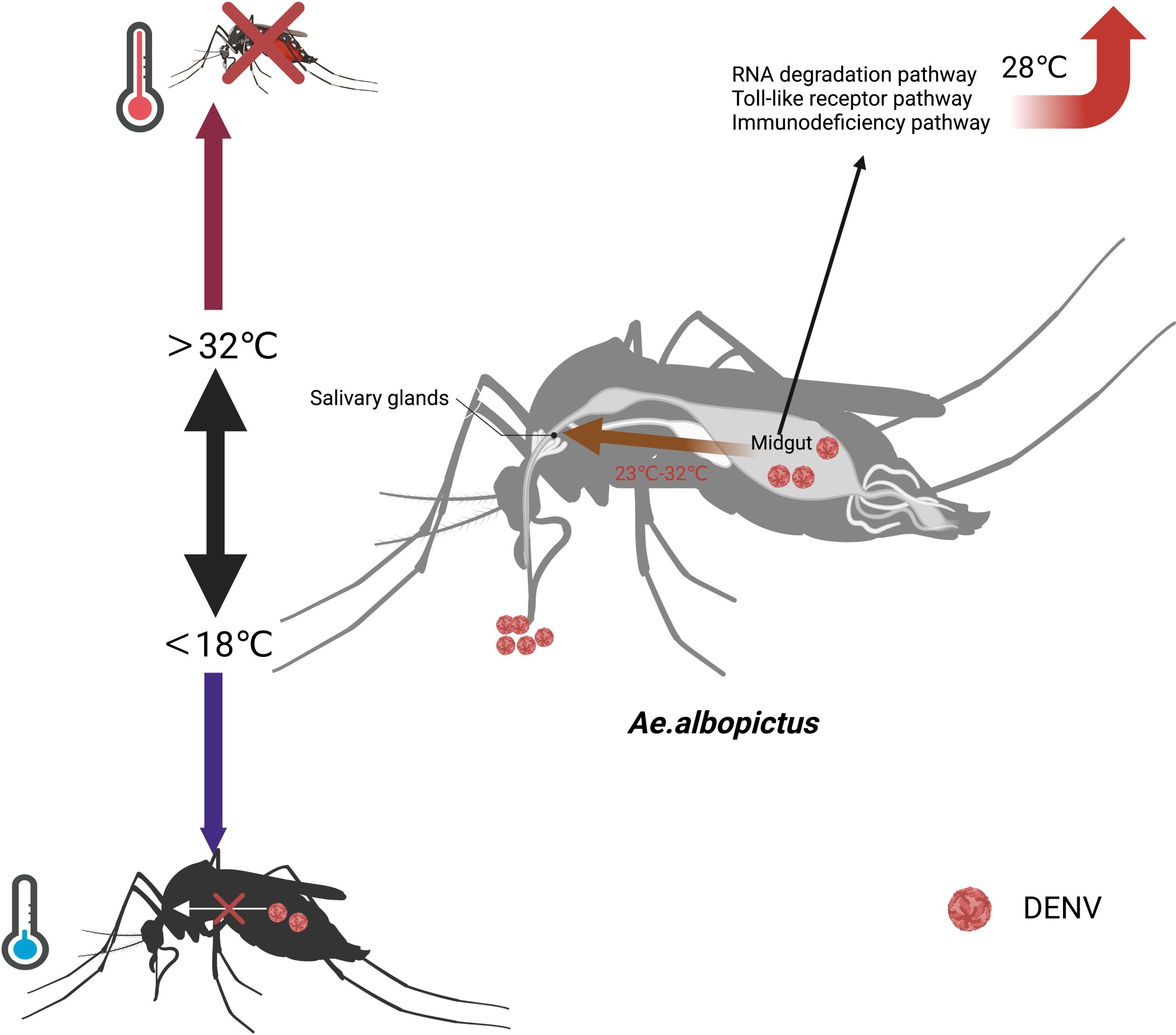 Rise in Dengue Fever cases prompts health alert for popular spring break spots