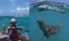 Aggressive sea lion caught on video at Newport Beach euthanized after chasing surfers