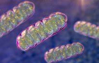 Blood test could detect Parkinson's disease before symptoms emerge