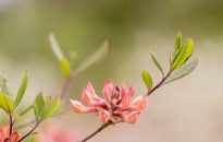 Budding Mid