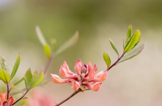 Budding Mid