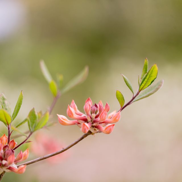 Budding Mid