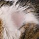 'Cats Suffer Loss to St. John's to Finish Out Series