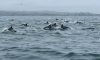 DANA POINT HIGH DOLPHINS ROUNDUP