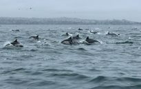 DANA POINT HIGH DOLPHINS ROUNDUP