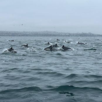DANA POINT HIGH DOLPHINS ROUNDUP
