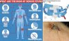 Dengue Outbreaks