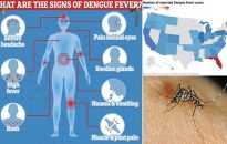 Dengue Outbreaks