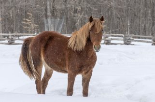 Equestrian Canada and the Canadian Warmblood Horse Breeders Association Announce ...