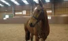 Equestrian community is in mourning as woman, 25, dies at riding centre