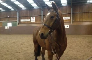 Equestrian community is in mourning as woman, 25, dies at riding centre