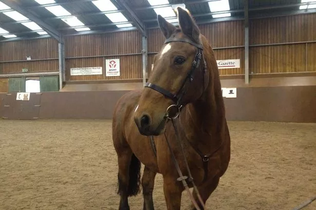 Equestrian community is in mourning as woman, 25, dies at riding centre