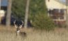 Hunters herd to city lands for deer bow hunting