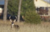 Hunters herd to city lands for deer bow hunting