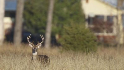 Hunters herd to city lands for deer bow hunting