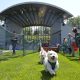 Plymouth's Bark in the Park is Saturday, May 17