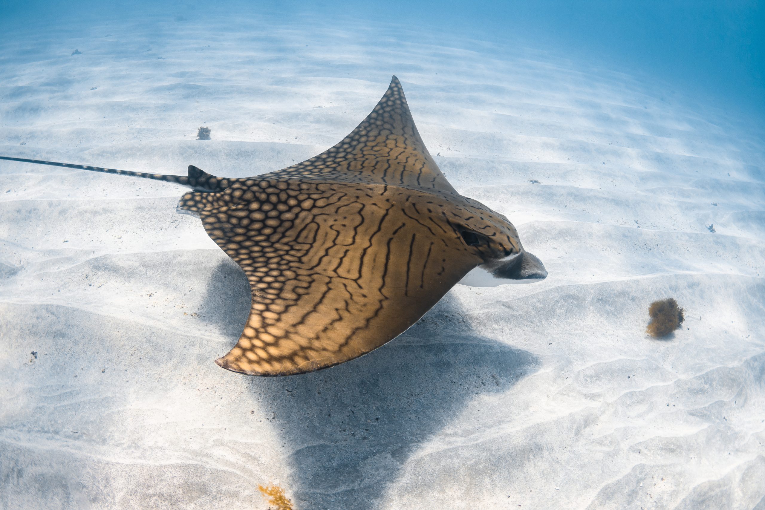 Ray