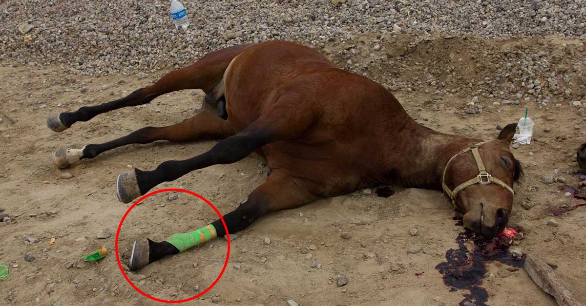 Tragedy as mother, 25, killed in horse