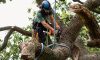 Trees removal, fence going up at Charleston park