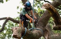 Trees removal, fence going up at Charleston park