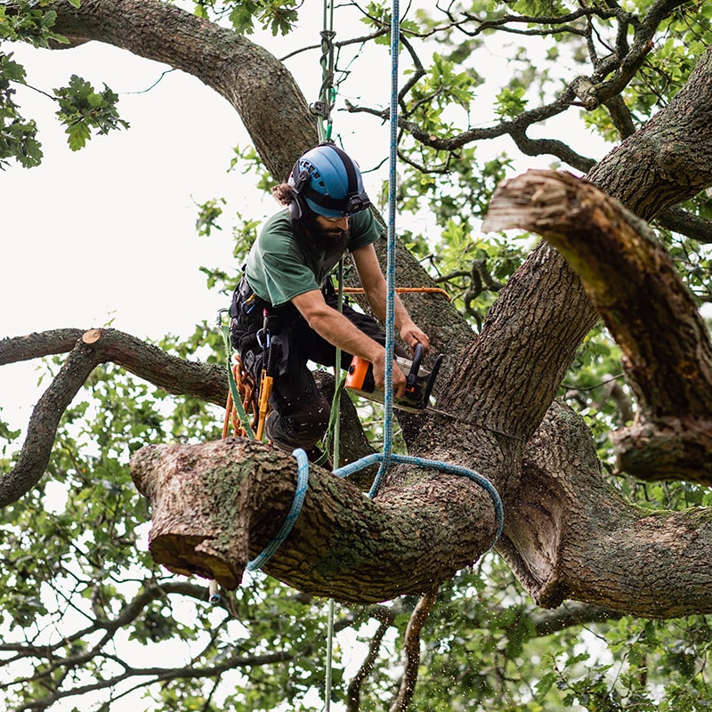 Trees removal, fence going up at Charleston park