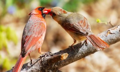 Cardinals, John Mozeliak chase results while building transitional runway