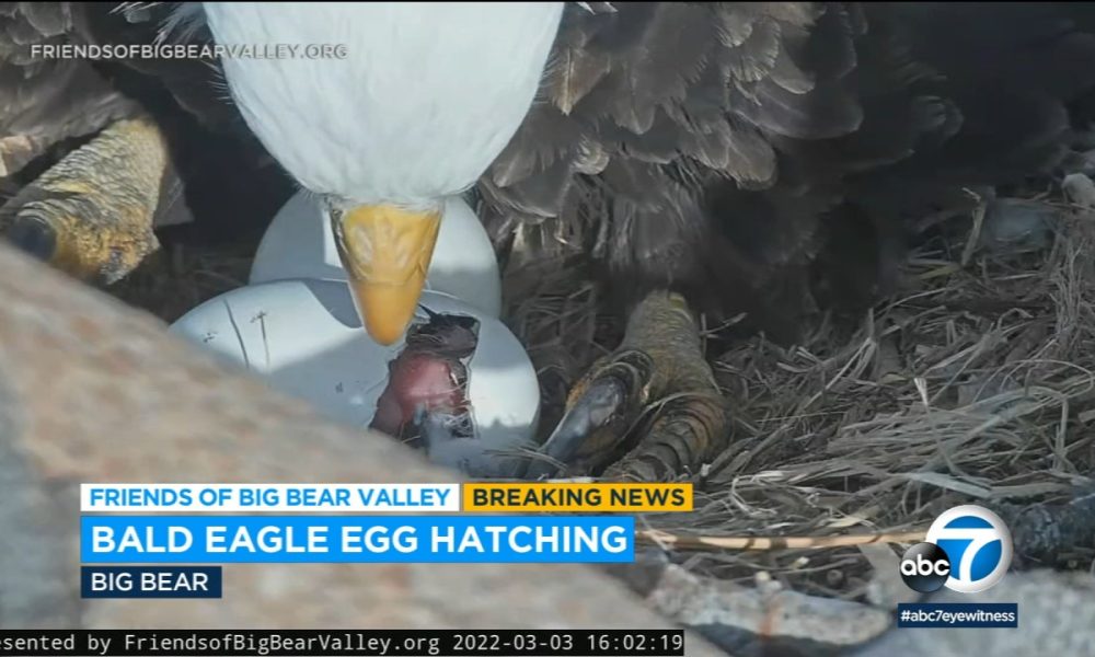 Eagle News “As it Happens”