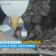Eagle News “As it Happens”