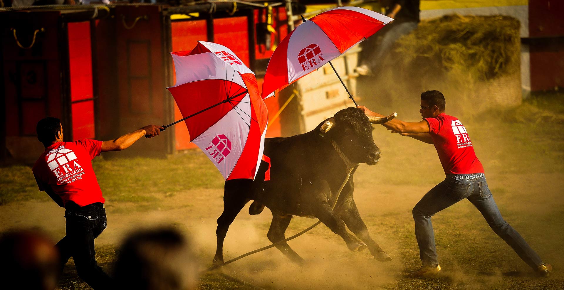 Let This Bull Run