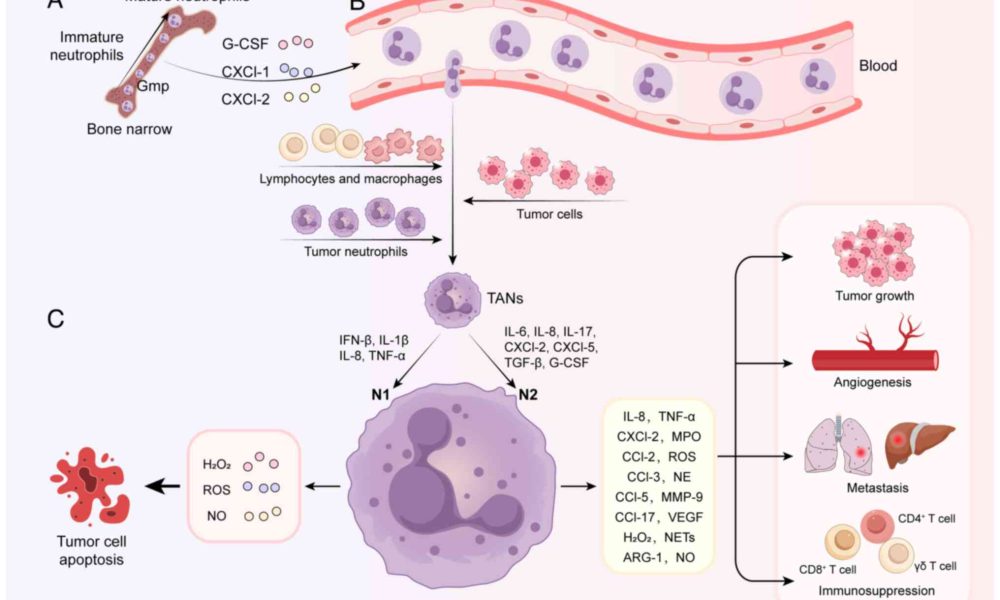 Matsuzaki nets Second Team All