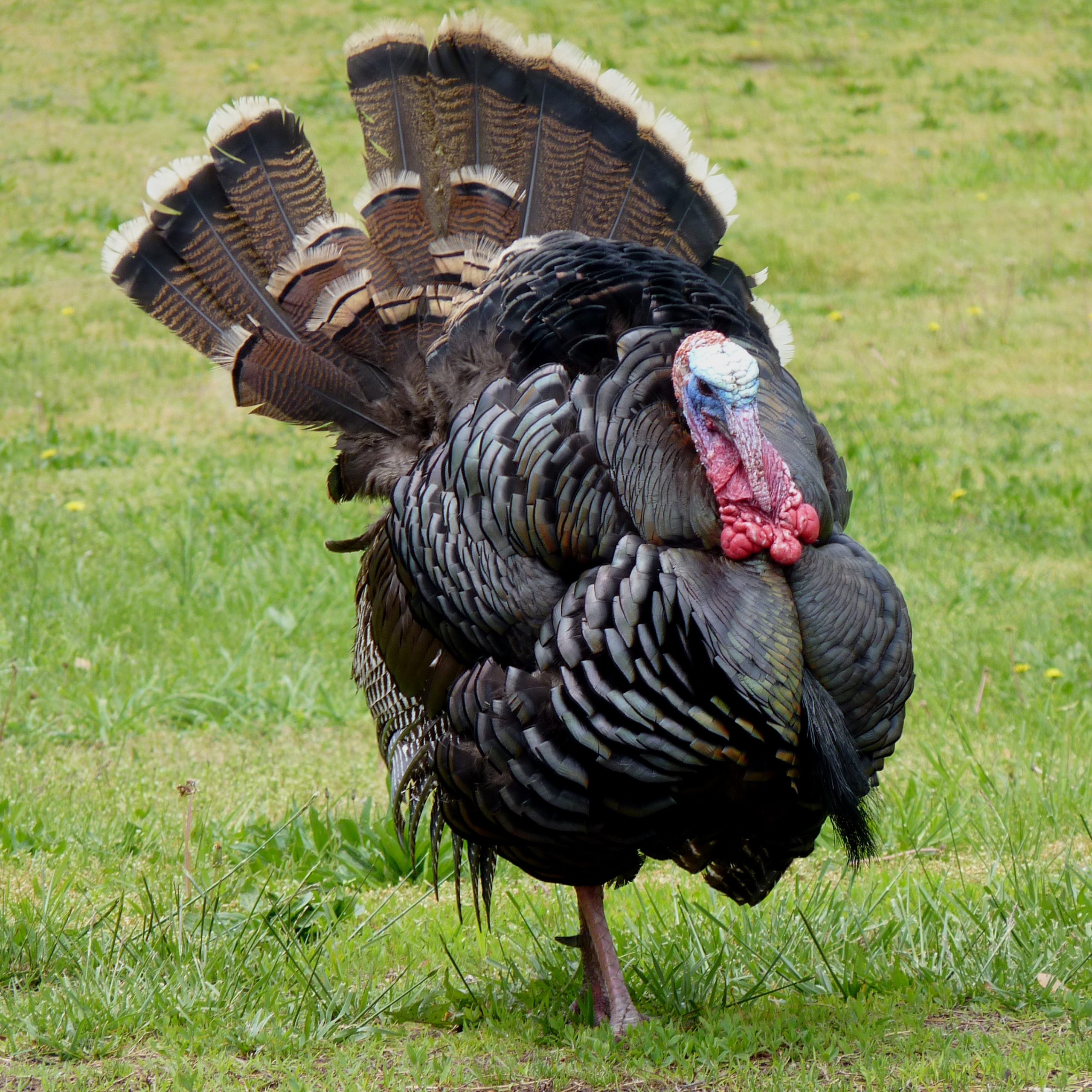 Spring turkey
