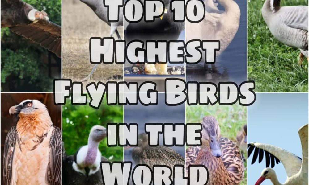 The Top 10 Highest