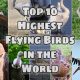 The Top 10 Highest