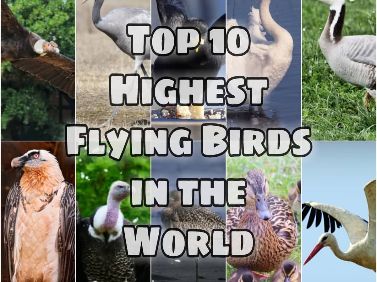 The Top 10 Highest