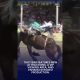 Top 10 things to do, see and eat at Cloverdale Rodeo on May long weekend
