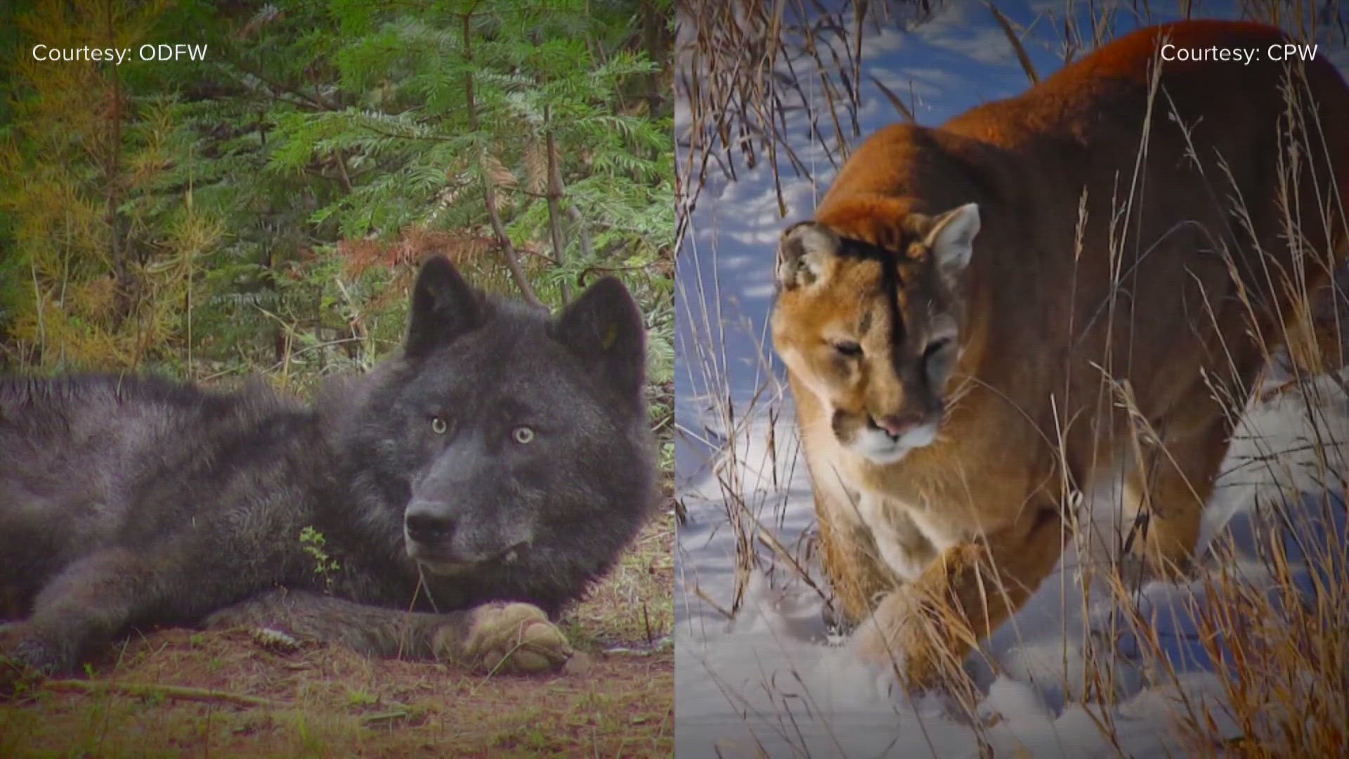 What went wrong for Cougars in 2025? Inability to close didn't help