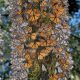 Wisconsin legislators, DNR move to protect pollinators