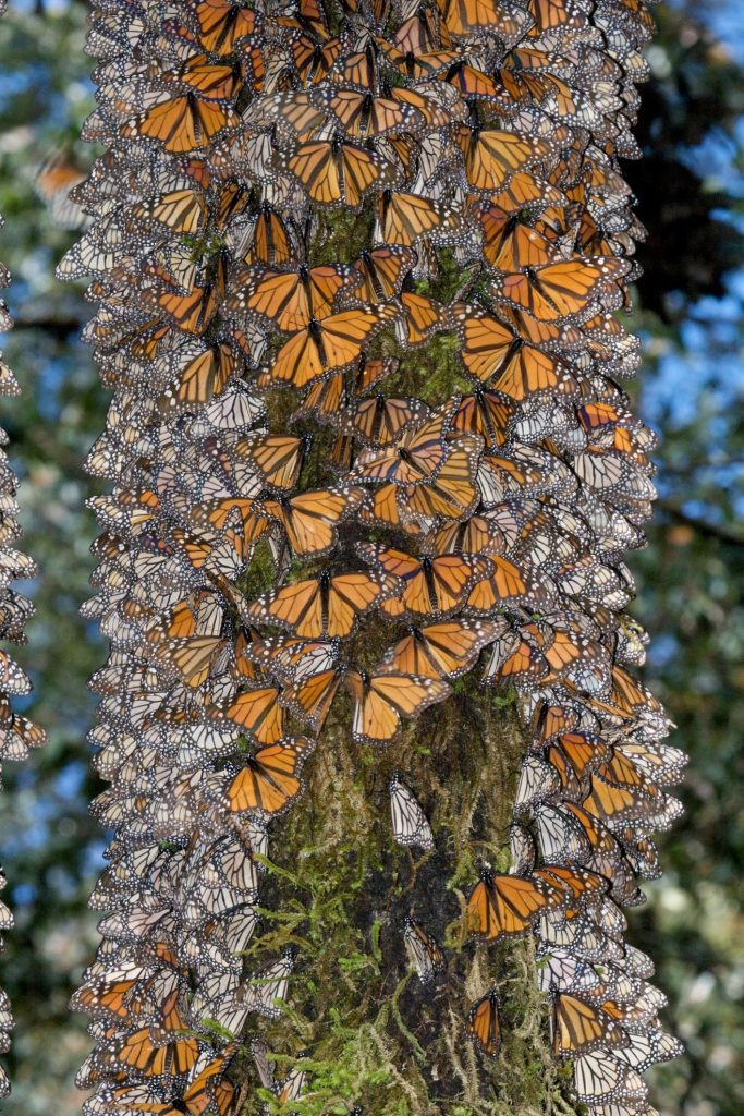 Wisconsin legislators, DNR move to protect pollinators