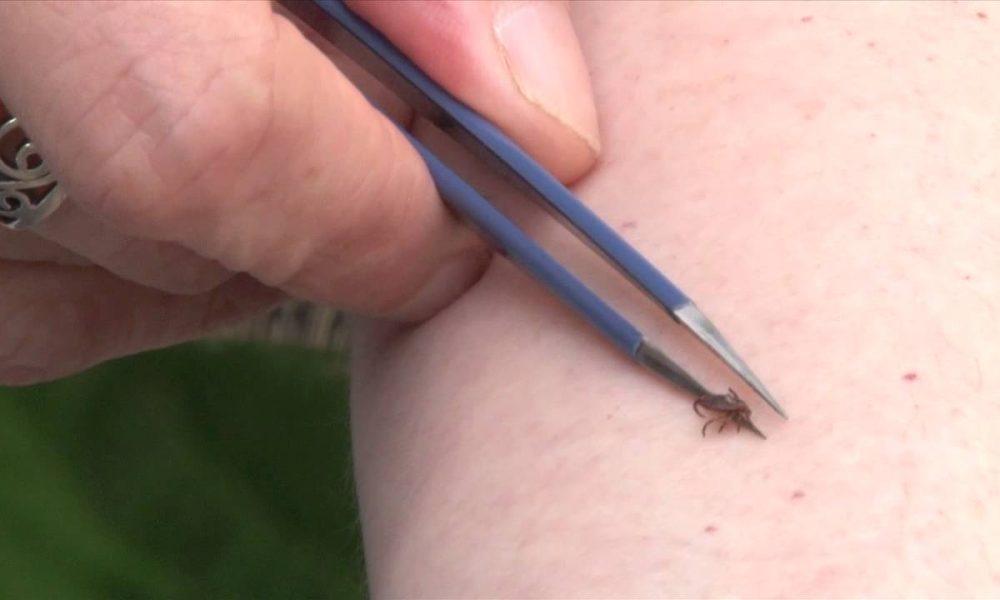 A Tick Researcher's Tips for Staying Safe Outdoors