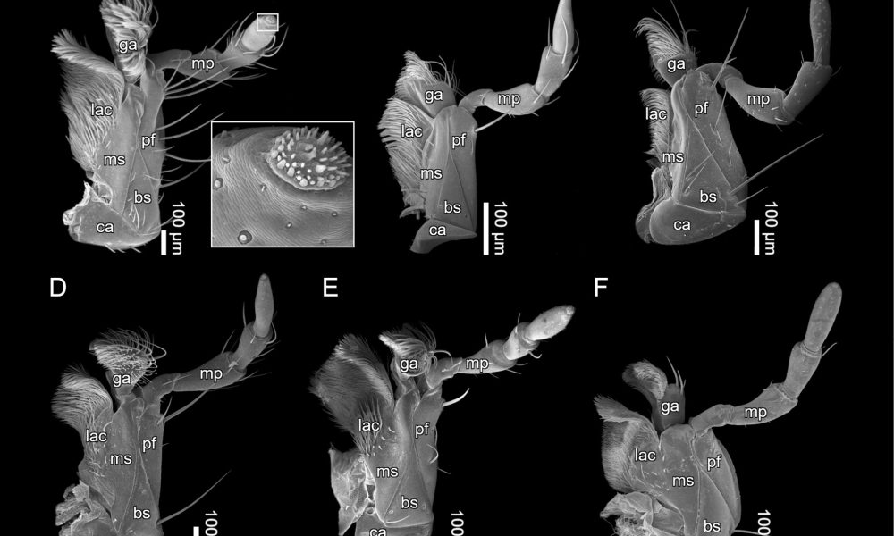 Jay Jacobs on Auburn facilities, NIL pressure and what still sets the Tigers apart