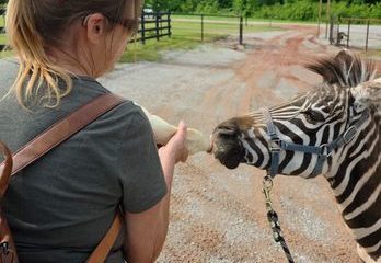 Kangaroo hopping around St. Cloud highlights problems with exotic pets