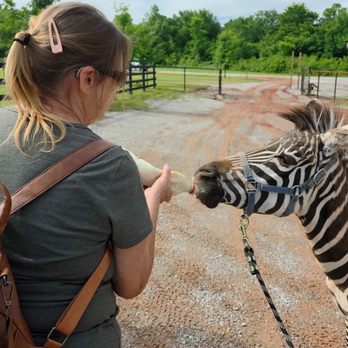 Kangaroo hopping around St. Cloud highlights problems with exotic pets