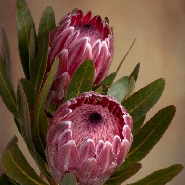 Proteas vibes