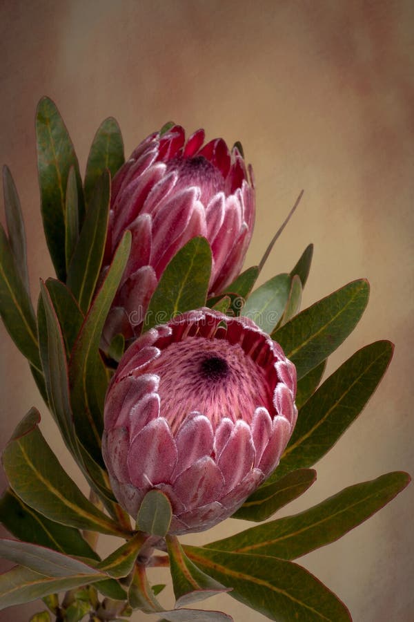 Proteas vibes