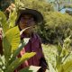 Tobacco takes top spot in crop earnings