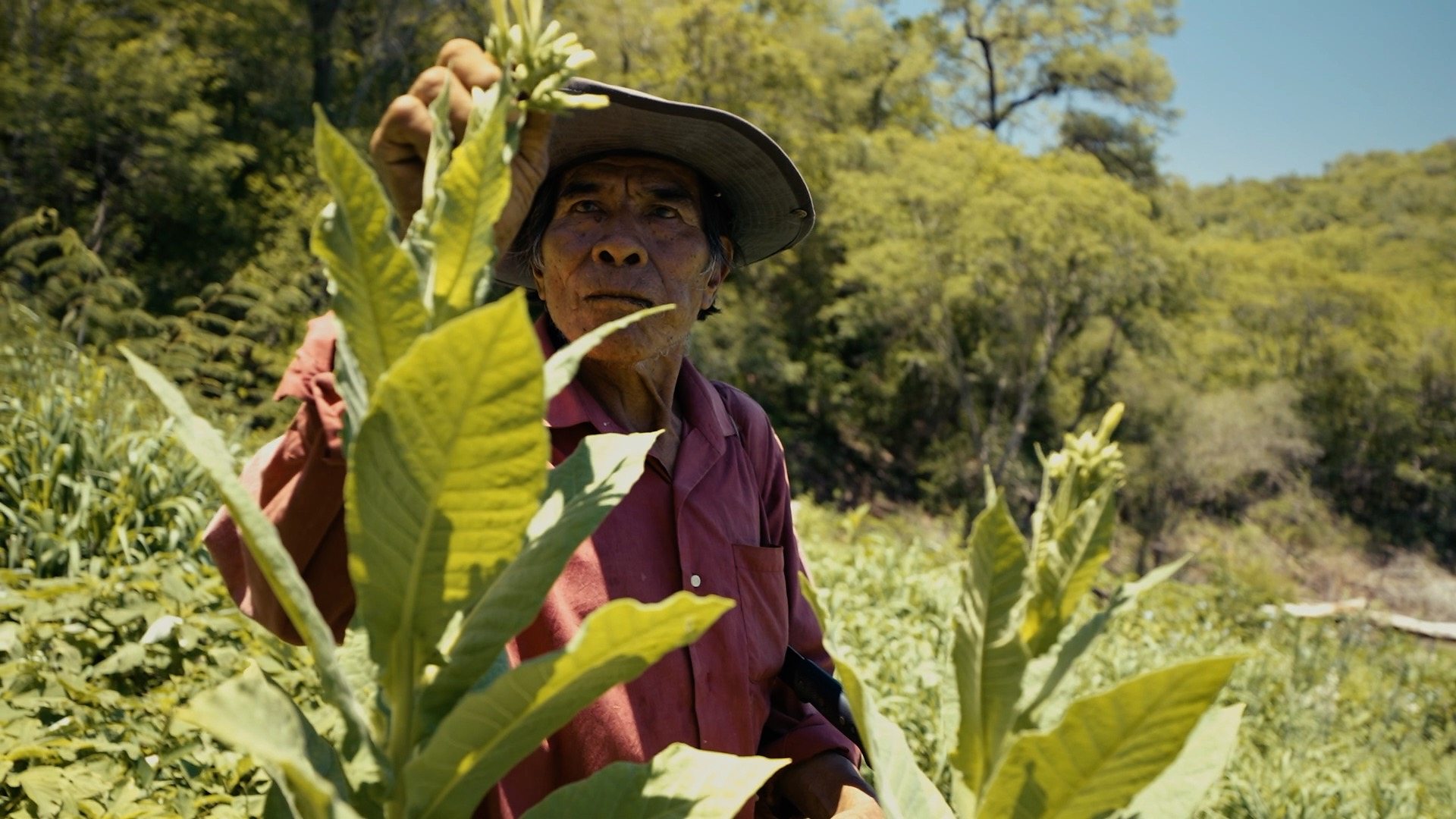 Tobacco takes top spot in crop earnings