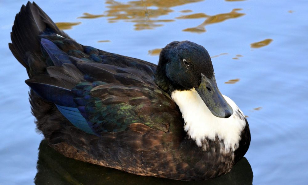 Take me out to the Duck Pond