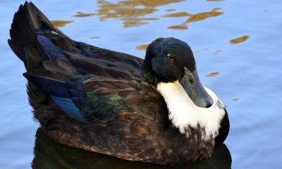 Take me out to the Duck Pond