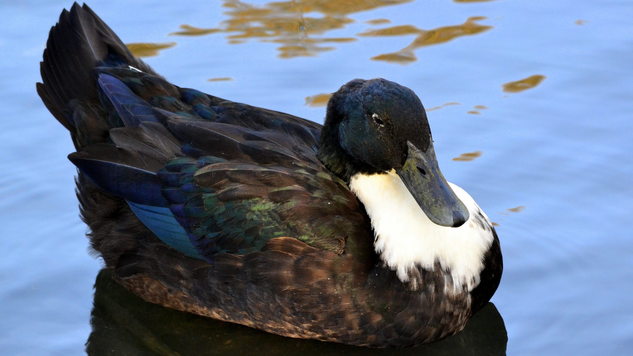 Take me out to the Duck Pond