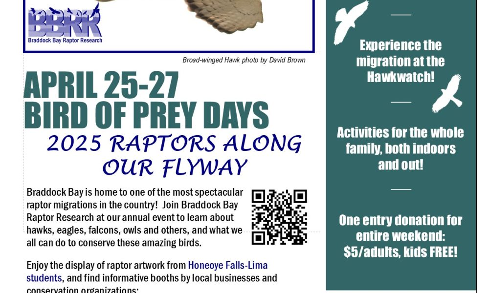 Hawks Look to Build on Successful 2024 in 2025